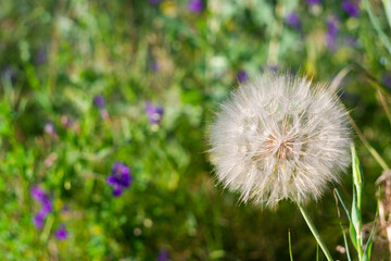 Dandelion in a green meadow in summer