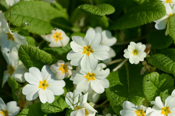 Obraz premium view of primroses in a garden
