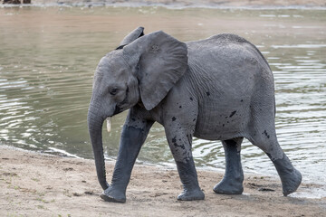 young elephant on sandy shore of pond in shrubland at Kruger park, South Africa