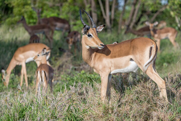 young male Impala looking backward, Kruger park, South Africa
