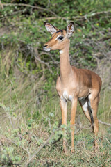 Naklejka na ściany i meble very young Impala standing on grass, Kruger park, South Africa