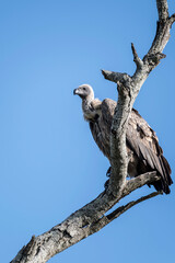 Cape vulture standing on dry branch, Kruger park, South Africa