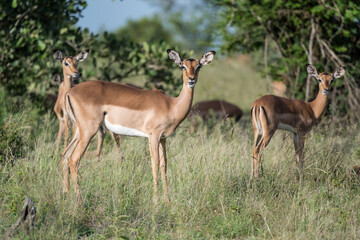 Naklejka na ściany i meble attentive young female Impala, Kruger park, South Africa