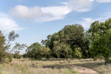 Obraz premium landscape with tall trees and shrubland at Kruger park, South Africa