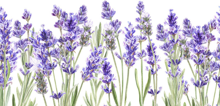 Watercolor lavender seamless border. Hand painted vintage purple flowers. 