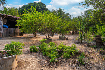 Green lemons tree growth on the cement pond in a garden citrus fruit with of a rural houses style...