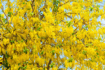 Beautiful blooming Yellow Golden Cassia fistula flowers with the park in spring day at daytime blue sky background in Thailand.