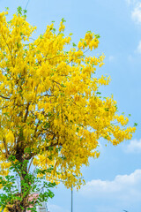 Beautiful blooming Yellow Golden Cassia fistula flowers with the park in spring day at daytime blue sky background in Thailand.