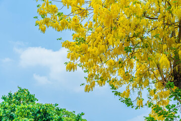 Beautiful blooming Yellow Golden Cassia fistula flowers with the park in spring day at daytime blue sky background in Thailand.