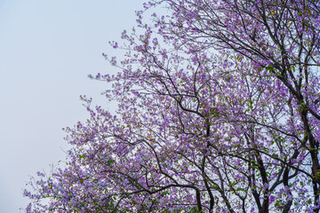 Beautiful blooming bungor (Lagerstroemia loudonii Teijsm. Binn) flowers Thai bungor tree and green leaves with the park in spring day blue sky background Thailand.