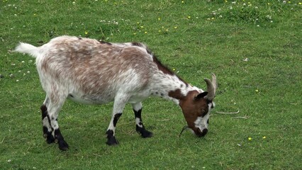 Domestic goat grazing on green meadow