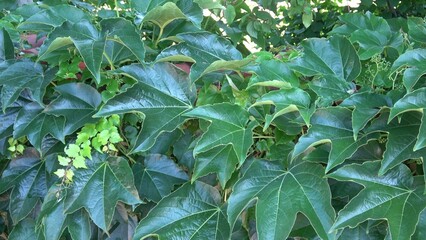 Parthenocissus tricuspidata, the Boston ivy or Japanese creeper, from the family Vitaceae
