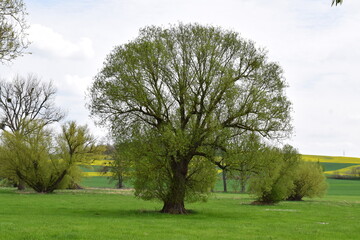 Swamp Trees starting to get Leaves
