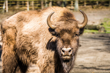 Portrait of a wisent in a sanctuary in poland