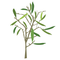 Abstract silhouette vector olive tree. illustration on a white background design.