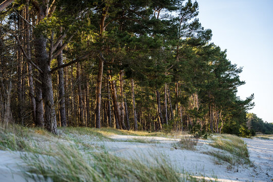 Coastal forest on the German island Usedom with sun behind the trees and dune grass in the foreground
