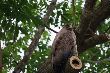 見下してくる目線のカンムリワシ