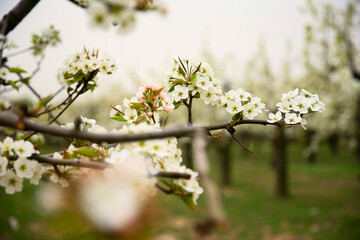 Blooming pear flower, very beautiful