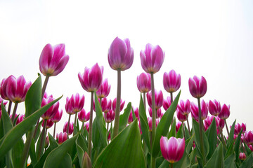 Spring blooming tulip field. Flowers tulips,  Spring floral background.