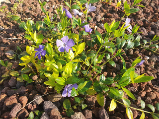 Vinca bush with blue flowers blooms among the decorative stones.