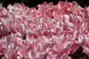 close up of pink tulips