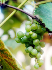 bunch of ripe green grapes on a branch, grapes