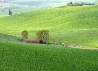 landscape in the middle of tuscany - lajatico