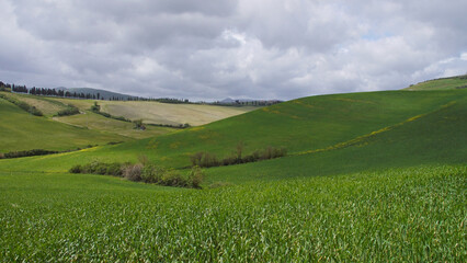 landscape in the middle of tuscany - lajatico