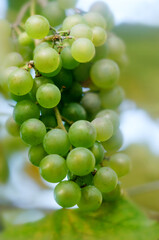 bunch of ripe green grapes on a branch, grapes
