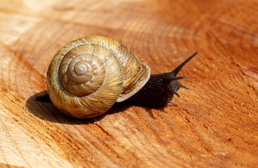 The snail crawls on the tree. Macro.