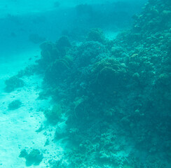 Fototapeta premium Coral reef at the bottom of the Red Sea.