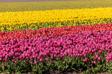 Fototapeta premium Fields of blooming tulips near Lisse in the Netherlands