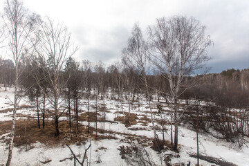 Birch forest in early spring. Early spring forest. Early spring forest. the first warm days