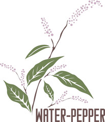 Water-pepper stems in vector silhouette. Polygonum hydropiper medicinal herb outline. Set of vector image of Water pepper plant in color for medicine and botany. Water pepper in contour and color