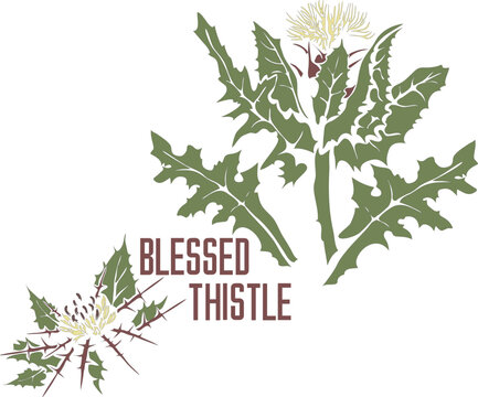 Blessed thistle plant in vector silhouette. Cnicus benedictus medicinal herb outline. Set of vector image of cardo benedikt plant in color for medicine. St. Benedict's thistler in contour and color