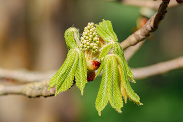 Horse Chestnut buds and new green leaves in April, close up