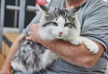 Norwegian forest cat in the hands of the owner - obrazy, fototapety, plakaty