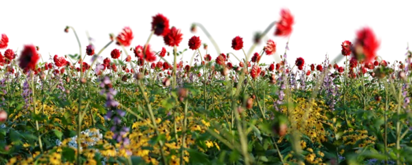 Fotobehang Gras Spring meadow with grass and poppy flowers blooming. Isolated on transparent background