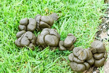 Tuinposter zebra animal poo, poop, dung, faeces, manure, droppings, excrement fresh closeup on green grass in the wild in South Africa © Childa