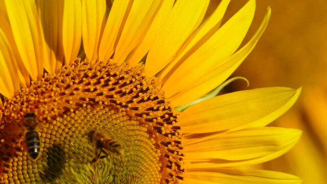 Yellow blooming flower with honey bee. Provence in France. Slow motion