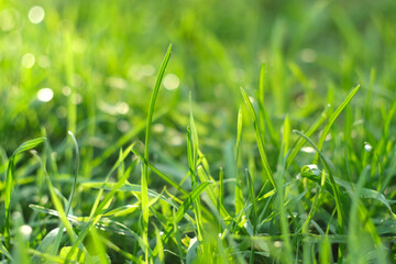 Juicy and bright green grass in sunlight. Close up. Green lawn background. The texture of new grass growing in a field. Abstract natural backdrop with beauty blurred bokeh. Selective focus. Macro