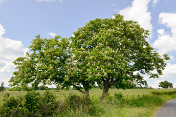 Obraz premium Deux marronniers d'Inde (aesculus hippocastanum) en fleurs en bord de route de campagne