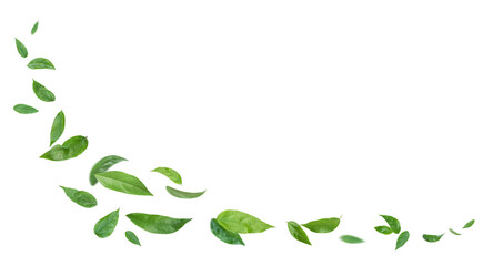 Green leaves flying in the air isolated on transparent background. - 597054320