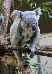 Koala on the Eucalyptus tree branch.
