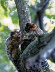 a female monkey feeds her little monkey son in tree