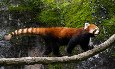 Portrait of a lesser panda crossing the tree branch.
