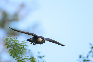 Peregrine Falcon  