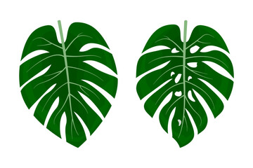 Monstera plant leaves. Tropical plant leaf isolated on white background. Leaf element vector for design needs