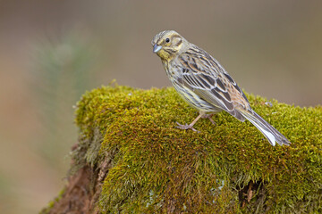 Trznadel zwyczajny, trznadel, trznadel żółtobrzuch (Emberiza citrinella)