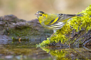 Czyż zwyczajny, czyż, czyż pospolity, czyżyk (Spinus spinus)